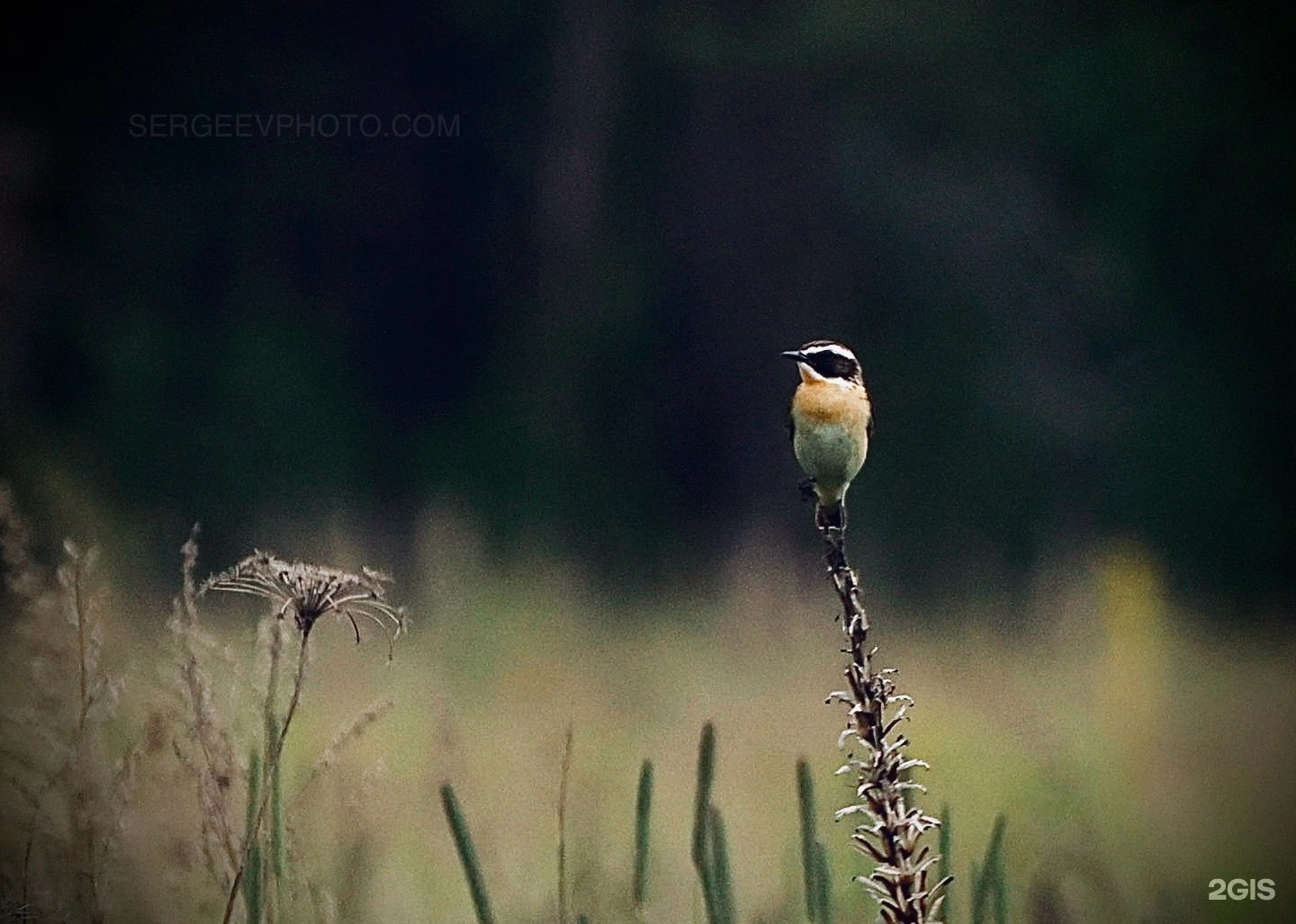 Фото из Тверской области вошло в топ-100 лучших снимков, выбранных нейросетью Фото: Кирилл Сергеев