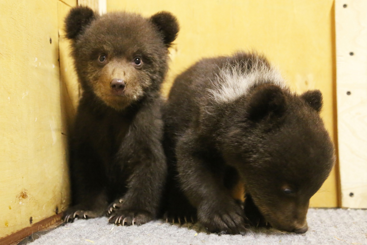Фото: Центр спасения медвежат-сирот