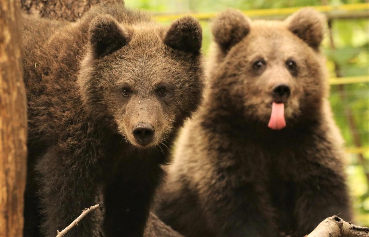 Сентябрь. Подросшие воспитанники Центра спасения медвежат-сирот – Ежик и Веснушкин
