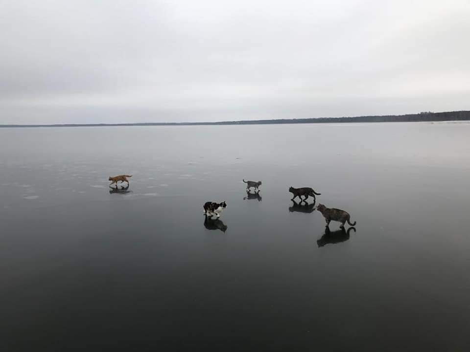 Декабрь 2020. Коты на льду замерзшего озера, Тверская область