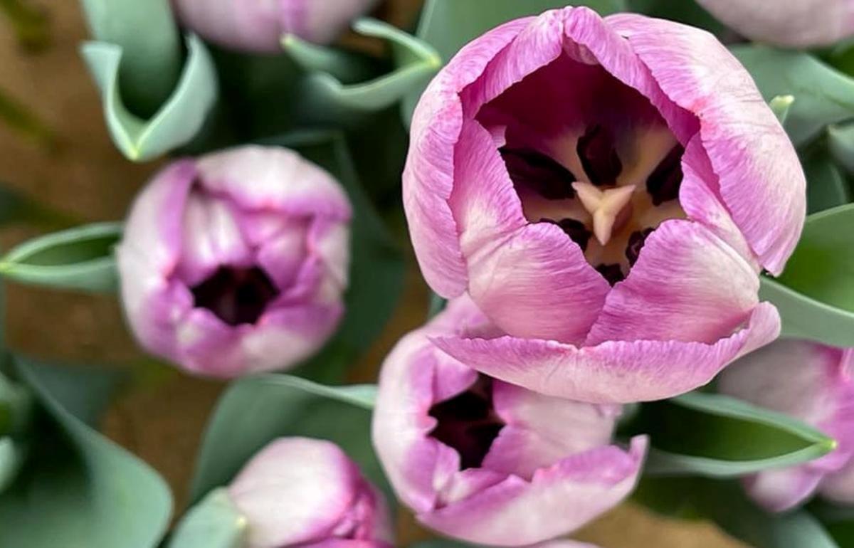 Февраль. 100 тысяч тюльпанов вырастили в Твери для весенней выставки-продажи