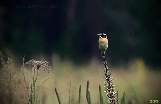 Фото из Тверской области вошло в топ-100 лучших снимков, выбранных нейросетью - новости Афанасий